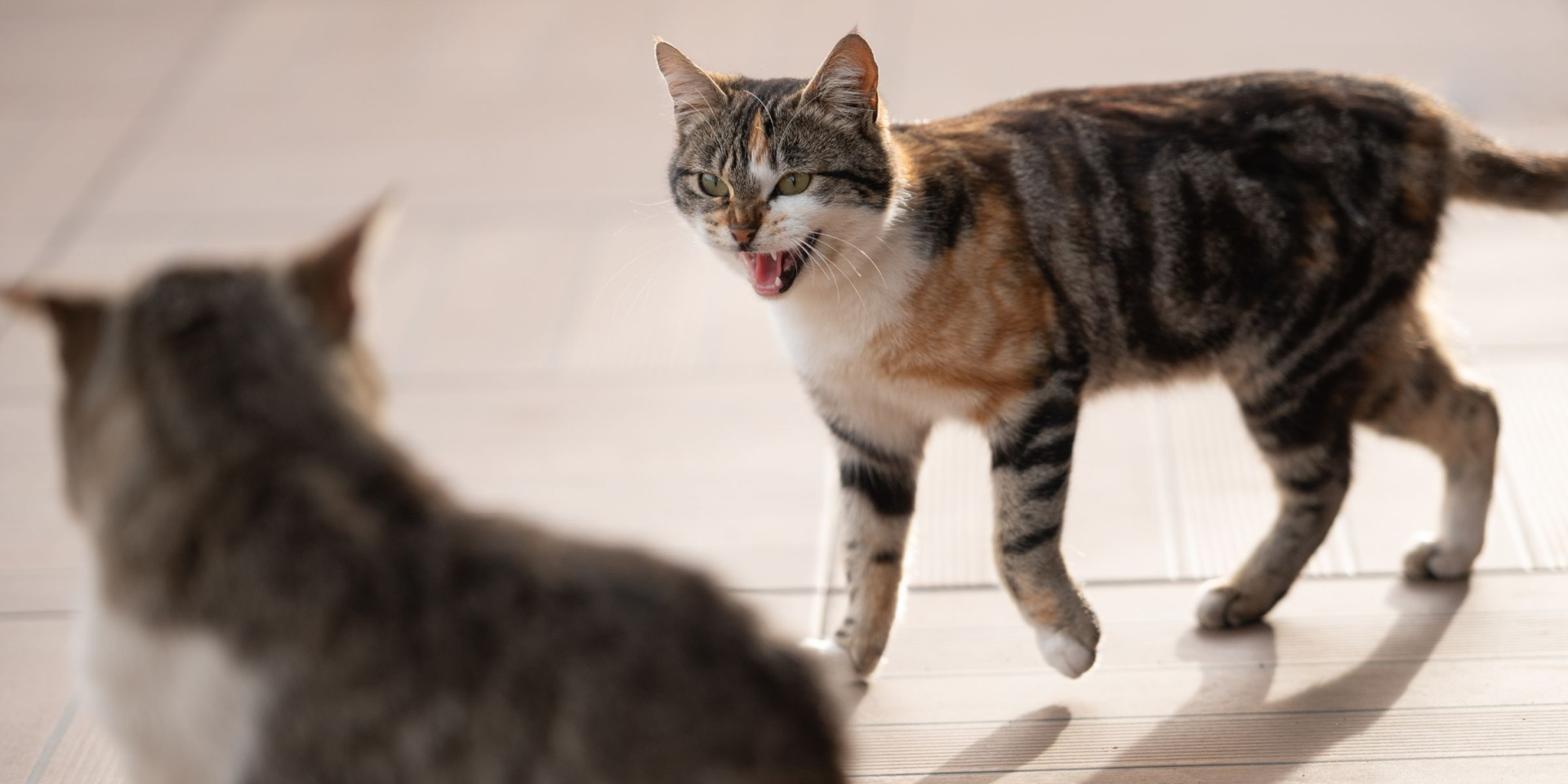 feliway-2