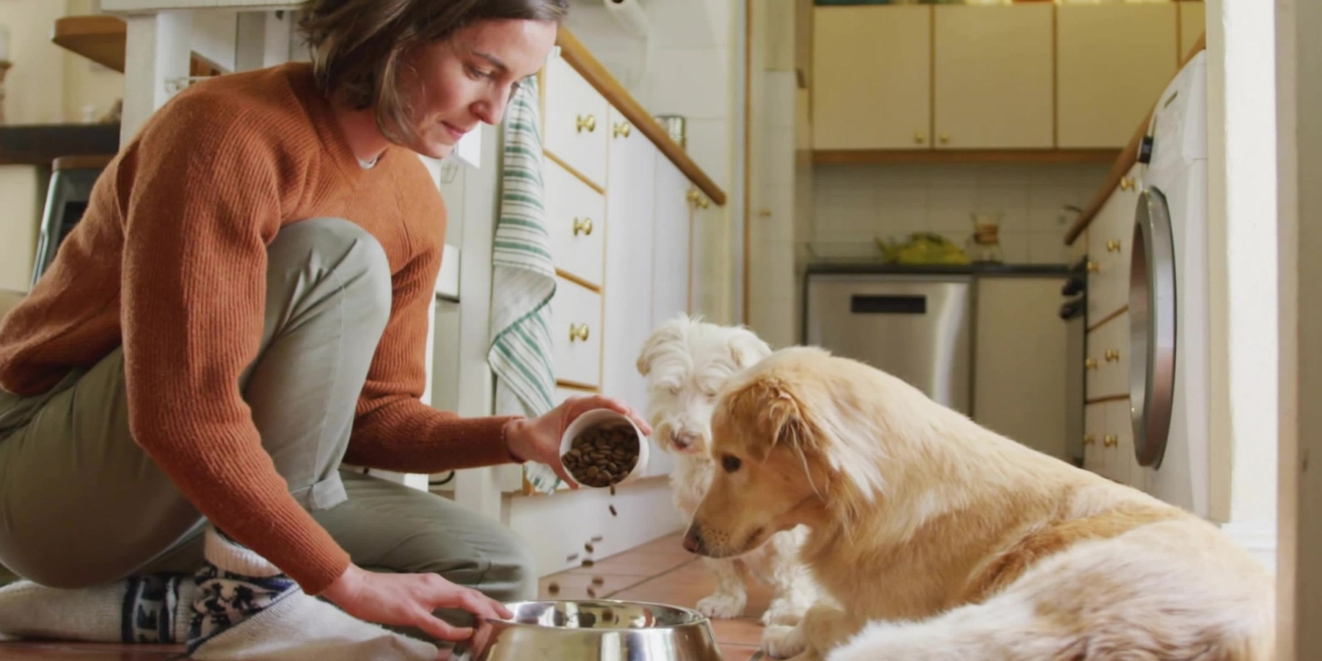 Pes čekající na misku granulí