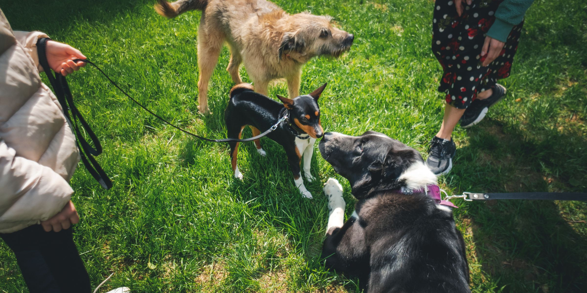 Seznamující se psi