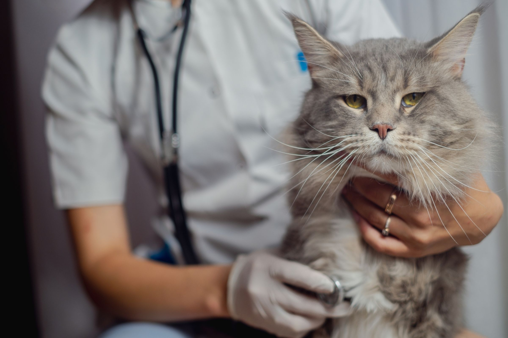 Kočka u veterináře