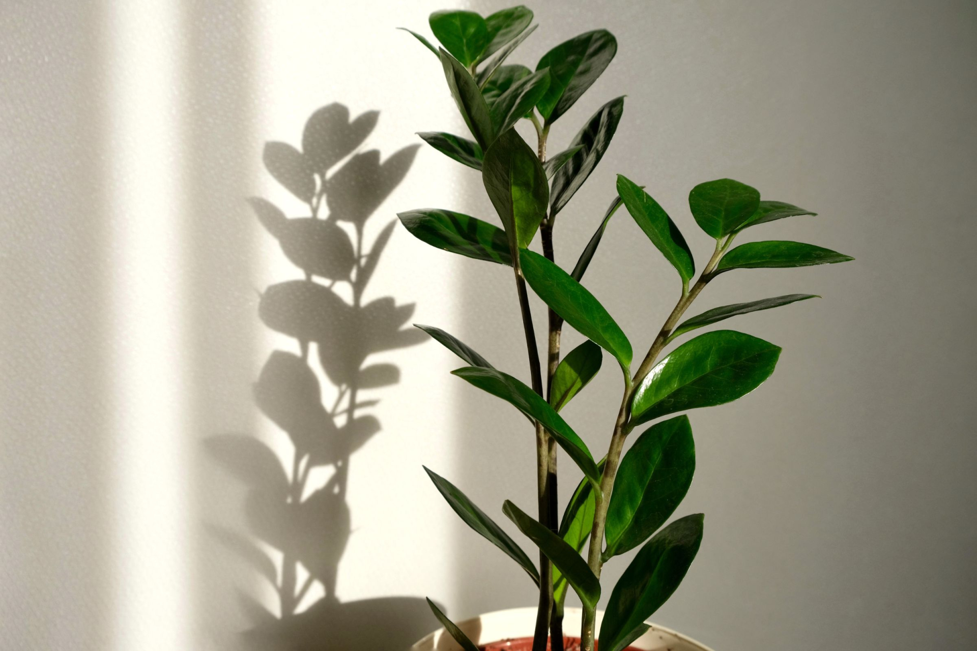 Zamioculcas zamiifolia