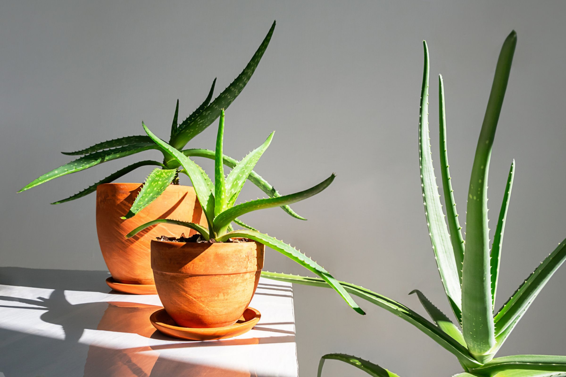 Aloe vera