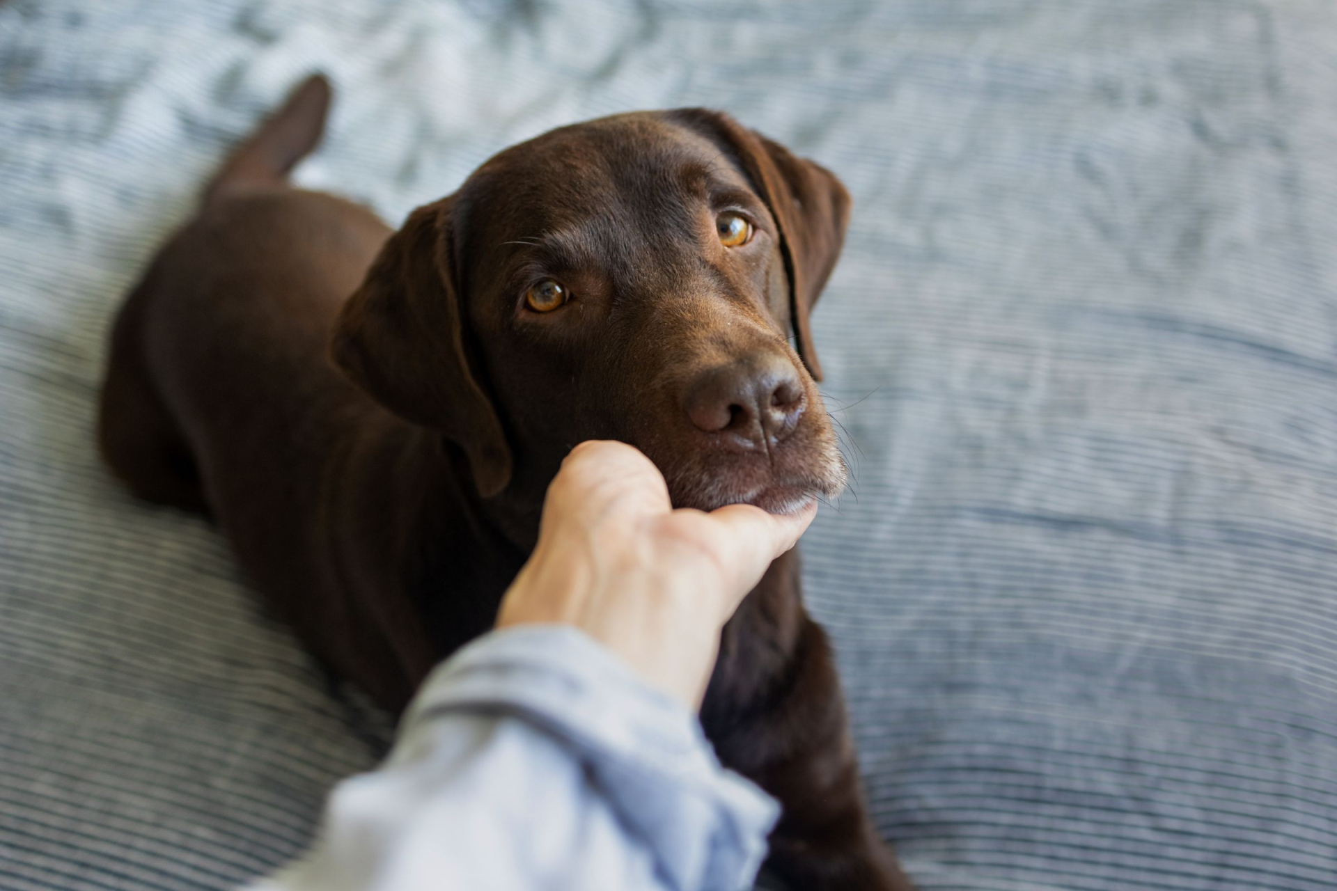 Labrador