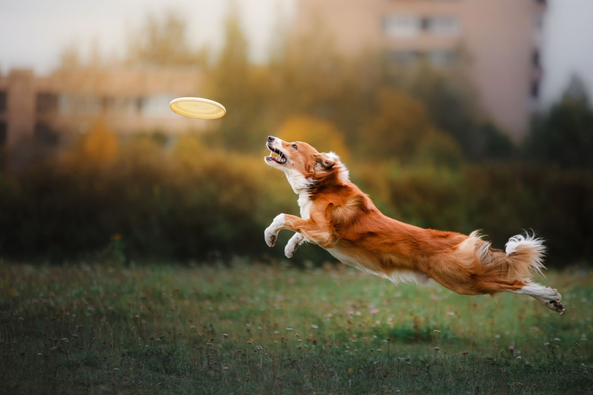 Pes chytající frisbee