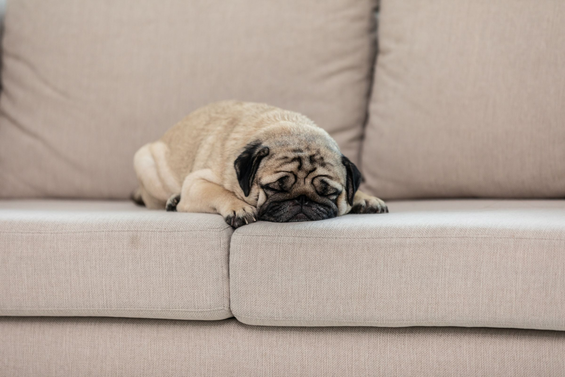 Mops