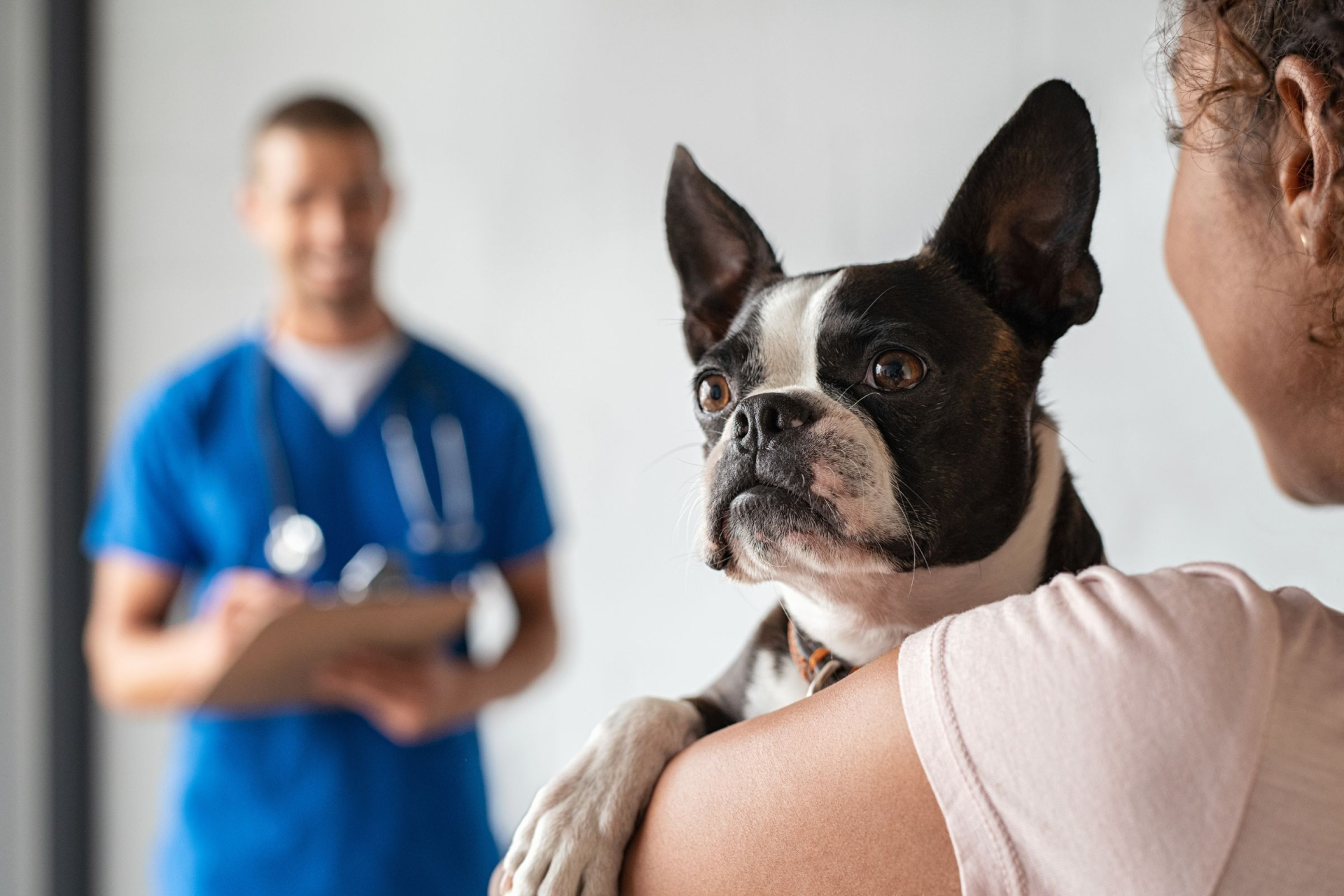 Pes v náručí u veterináře