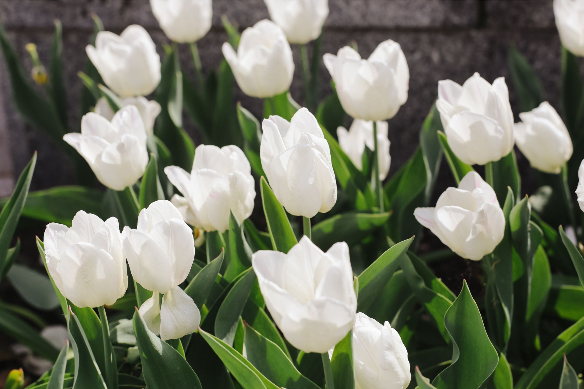 Tulipány