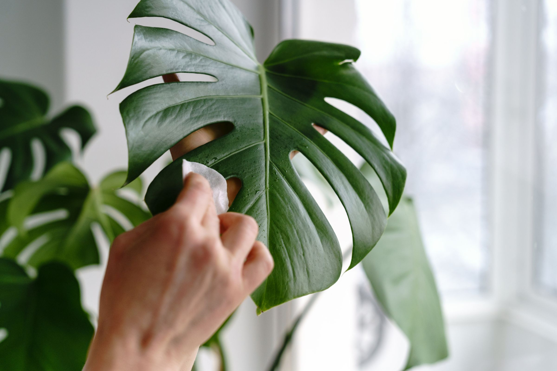 Monstera