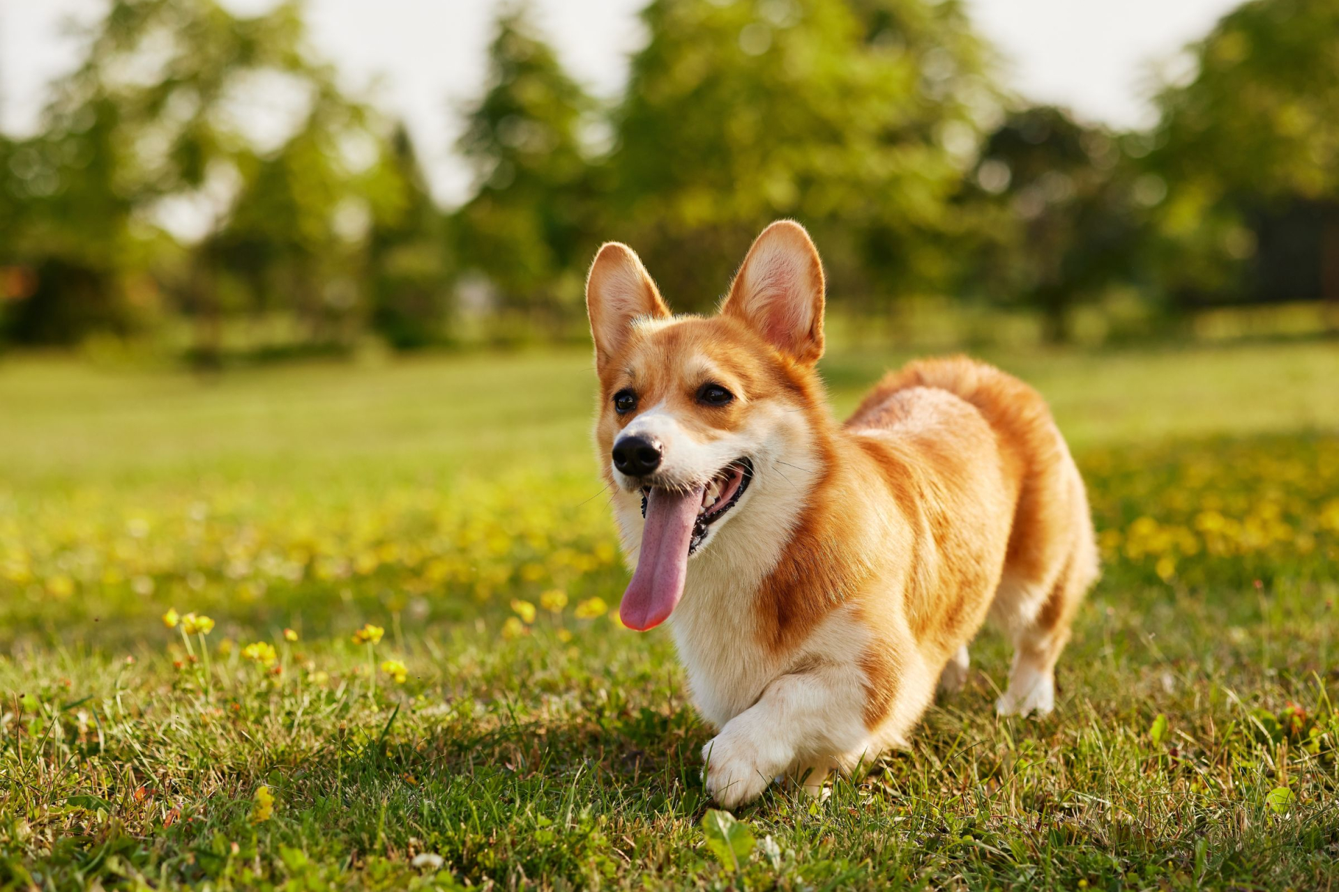 Corgi