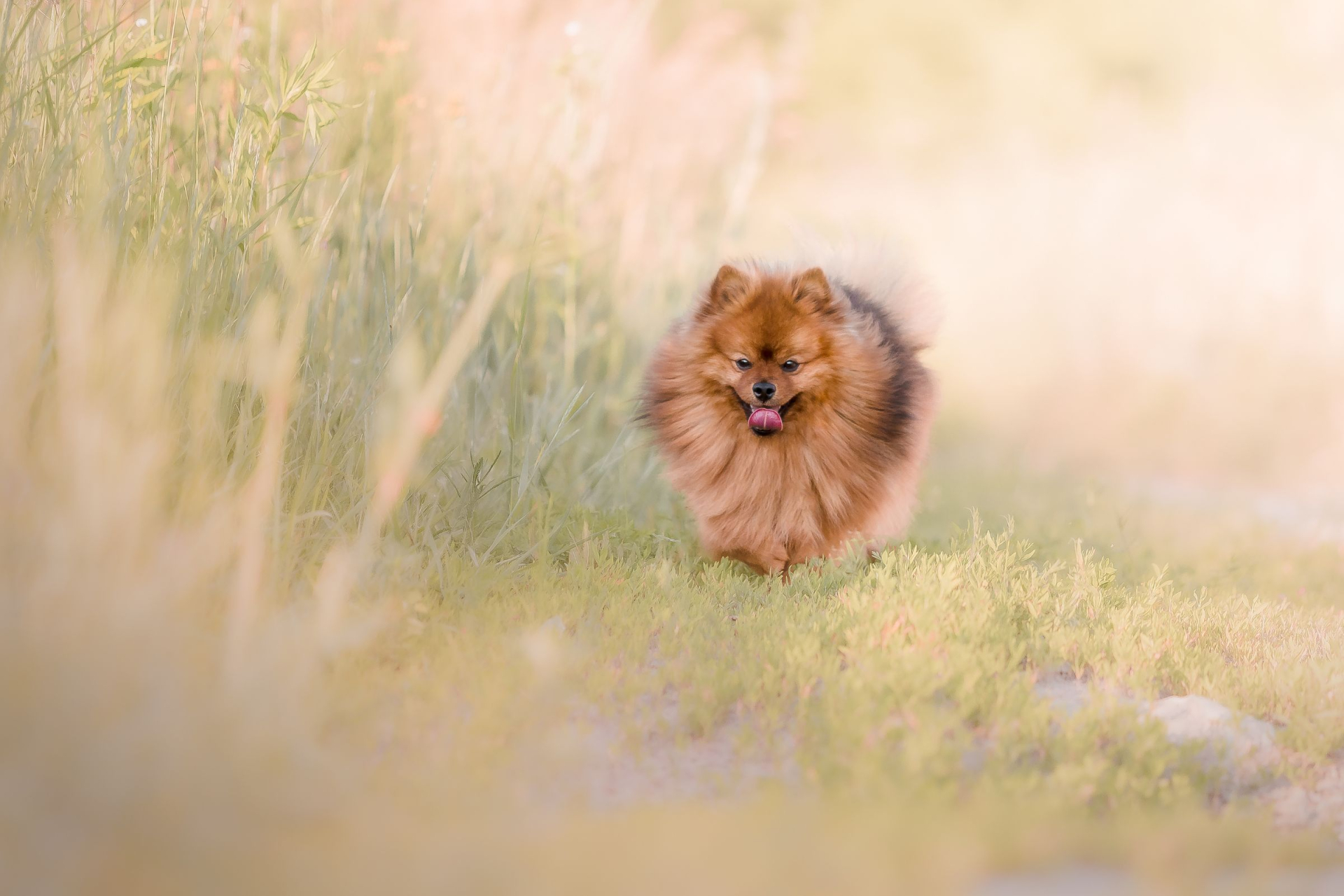 Pomerian