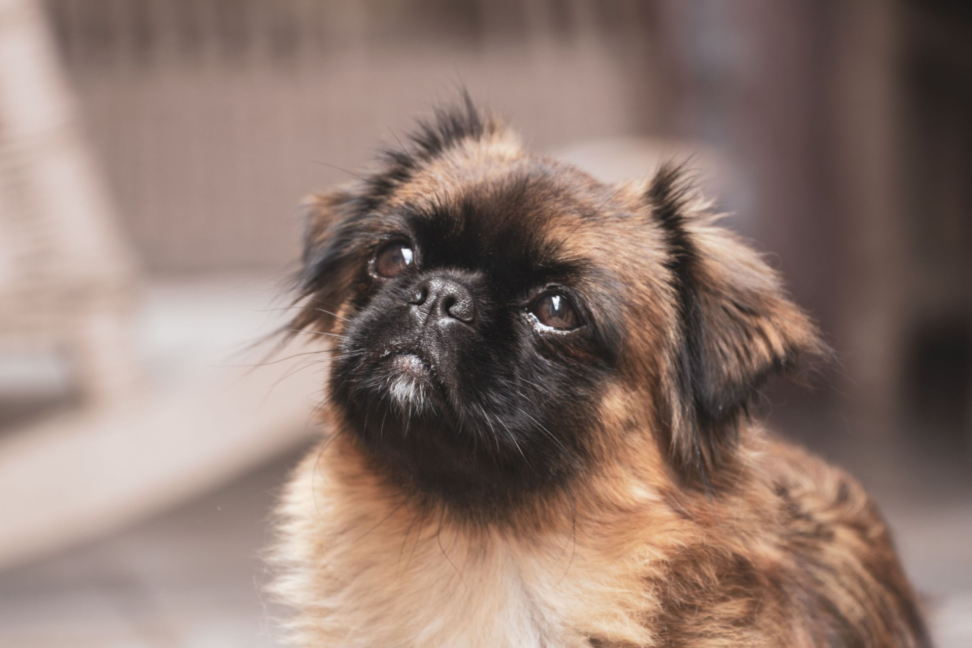 Pekinéz
