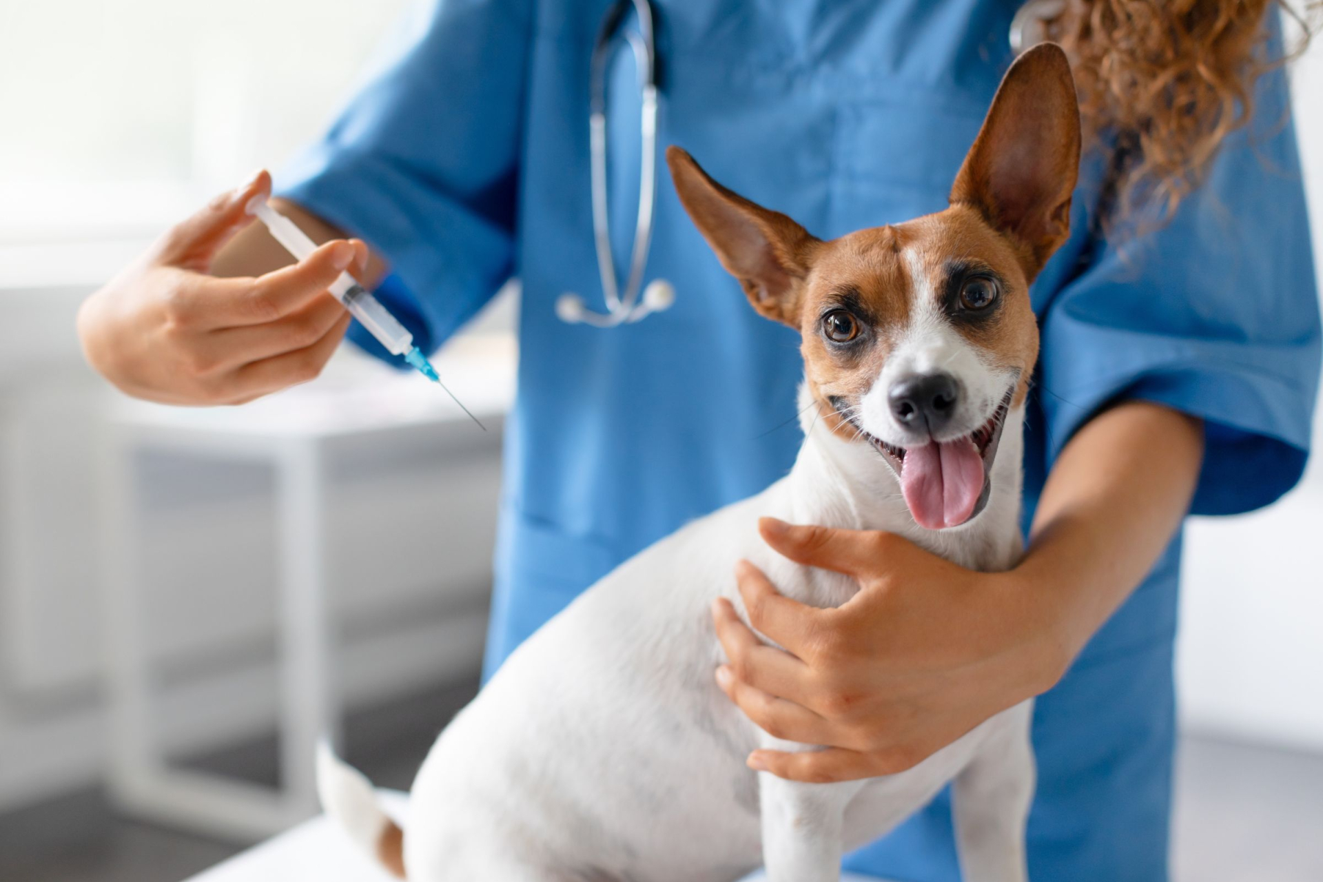 Pes u veterináře
