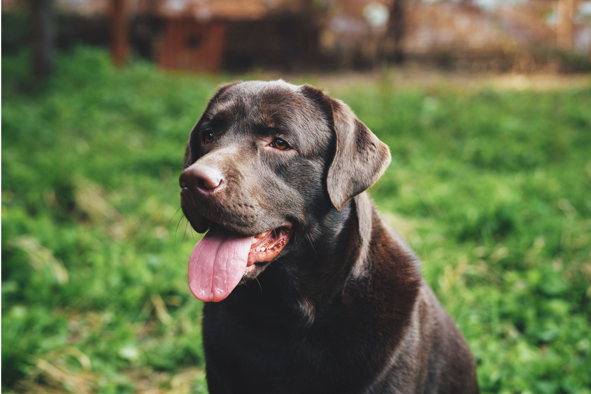 Labrador