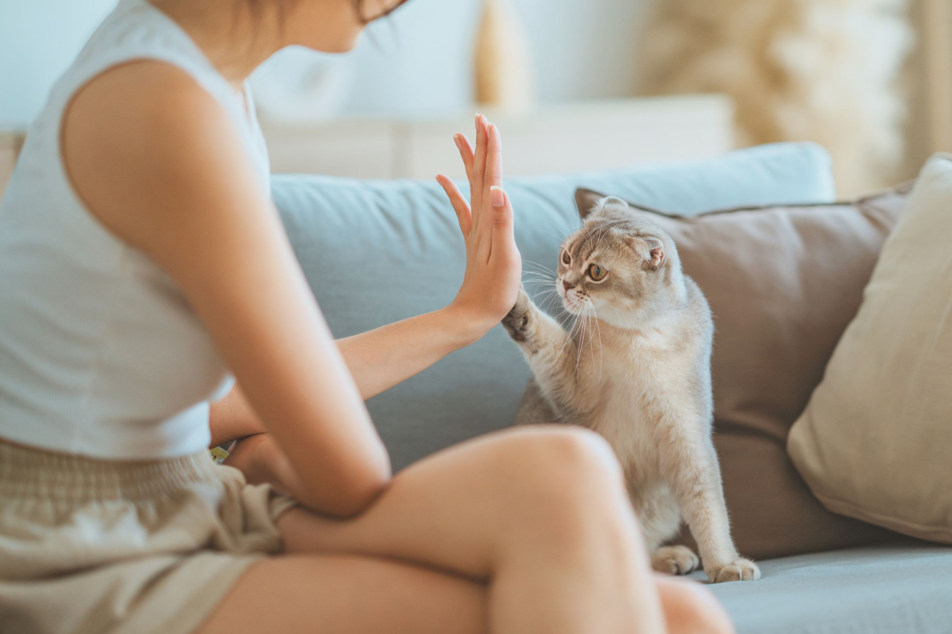Kočka dávající High-Five