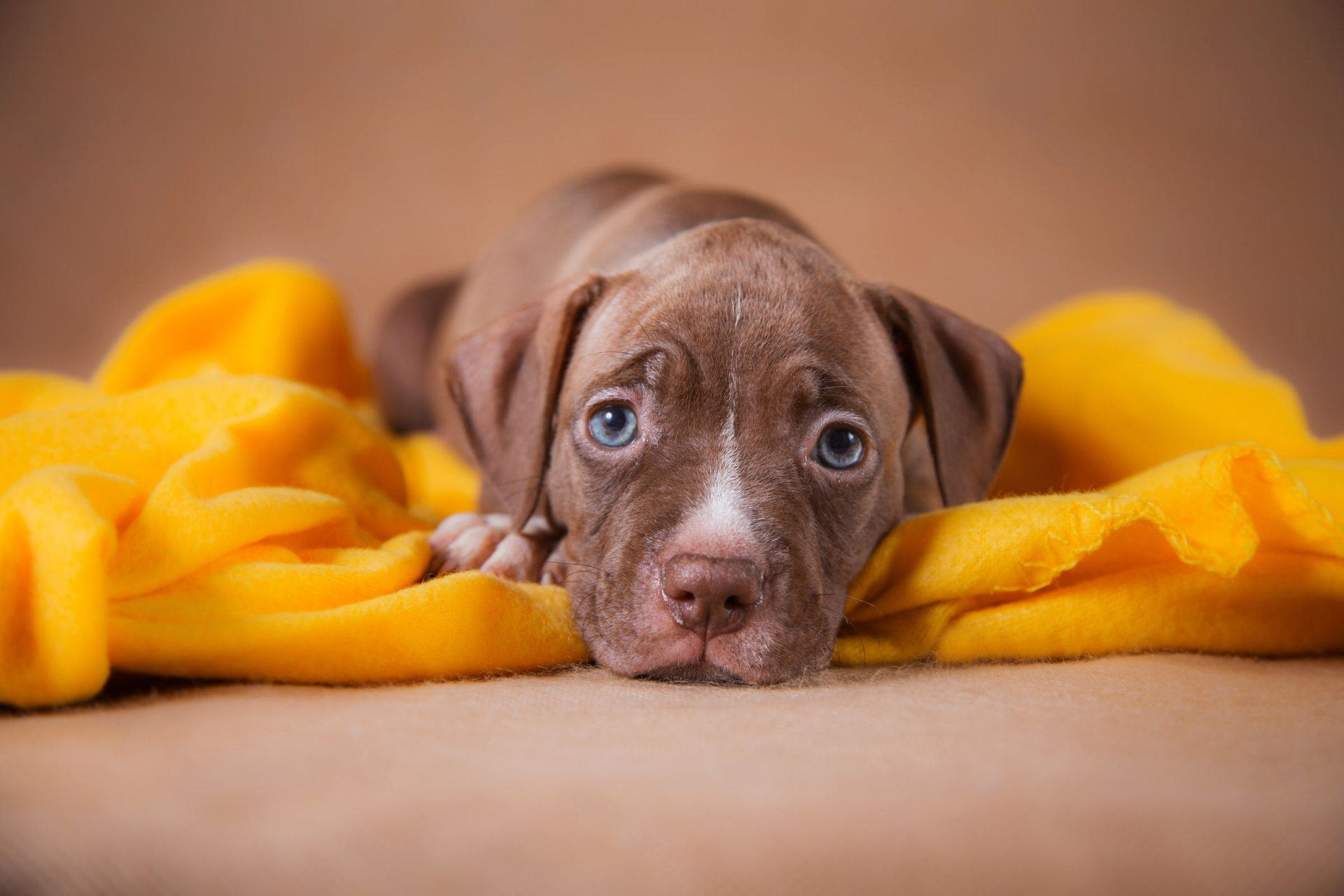Pitbul