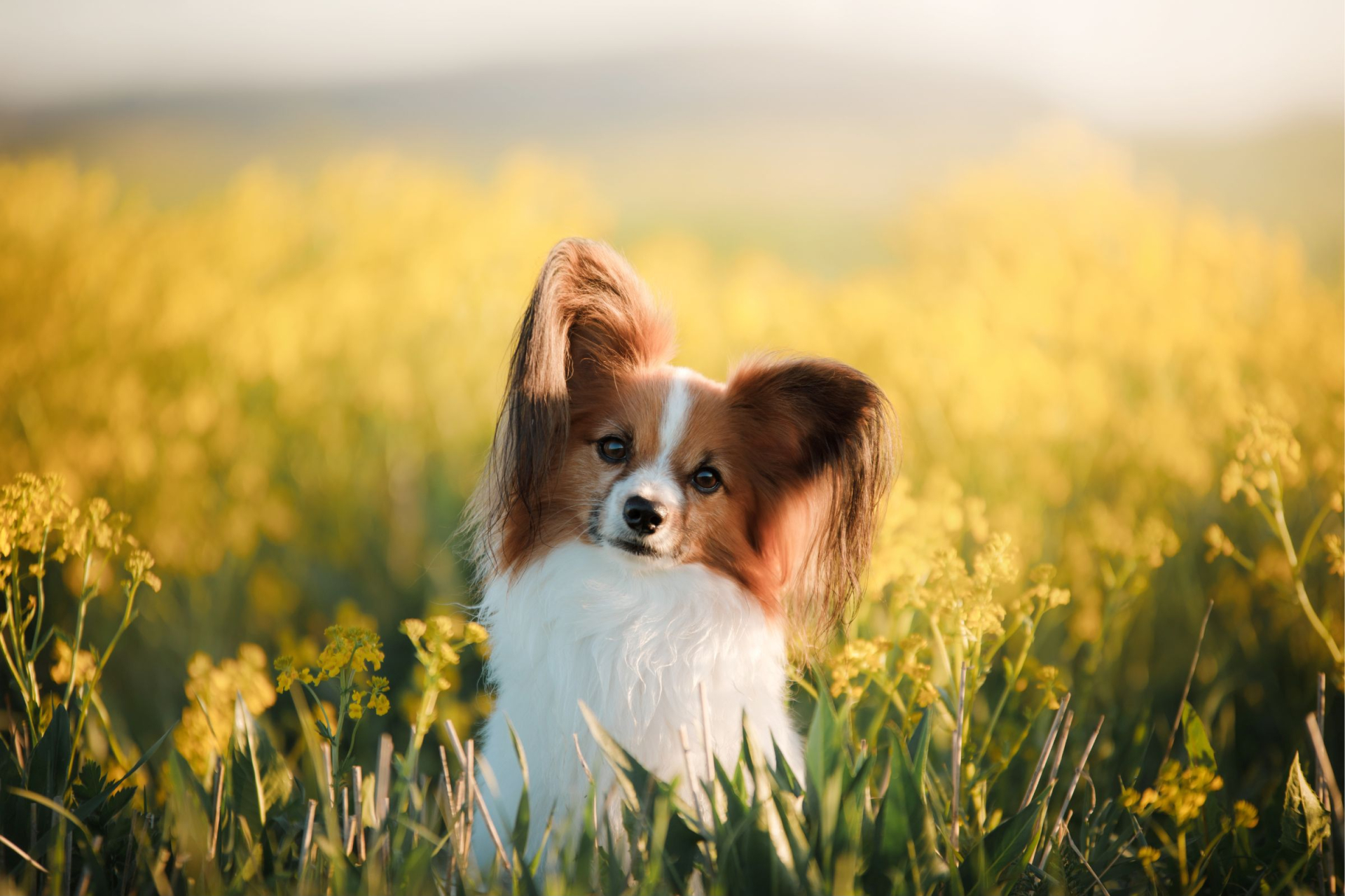 Papillon