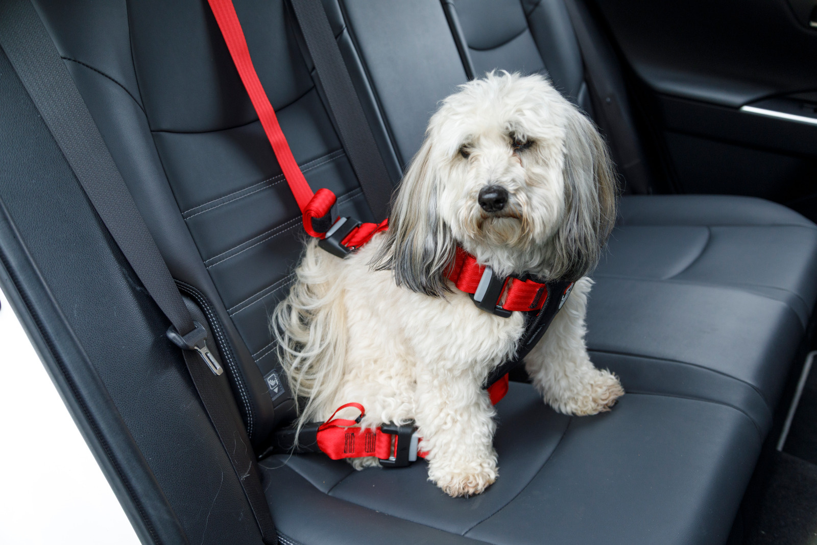 Postroj TRAVEL SAFE S Isofix červený Zolux