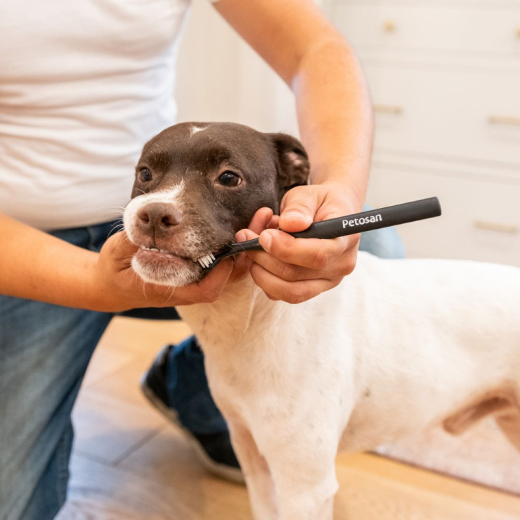 Čištění psích zubů s dvouhlavým kartáčkem Petosan