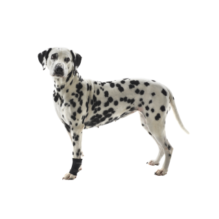 Bandáž Rehab karpální pro psa KRUUSE M