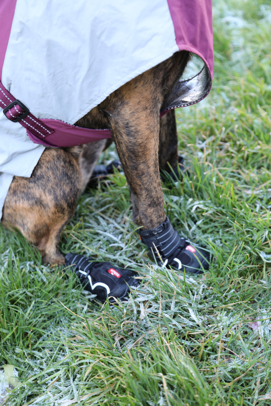 Botička ochranná BIVOUAK černá T3/6,4cm Zolux