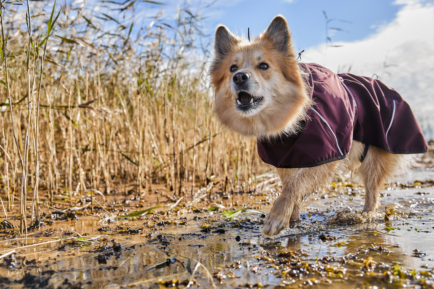 Obleček Hurtta Mudventure Coat ECO lilková 35