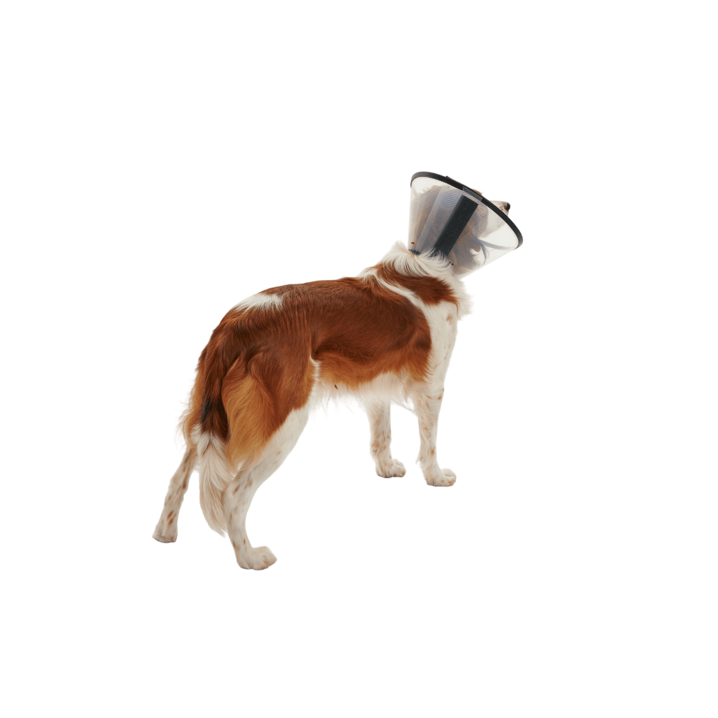 Límec ochranný BUSTER plastový Quick Collar 7,5cm