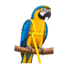 Růžová
