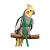 Zelená